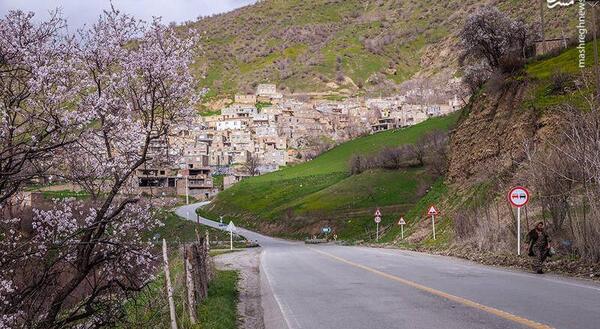عکس بهار کردستان