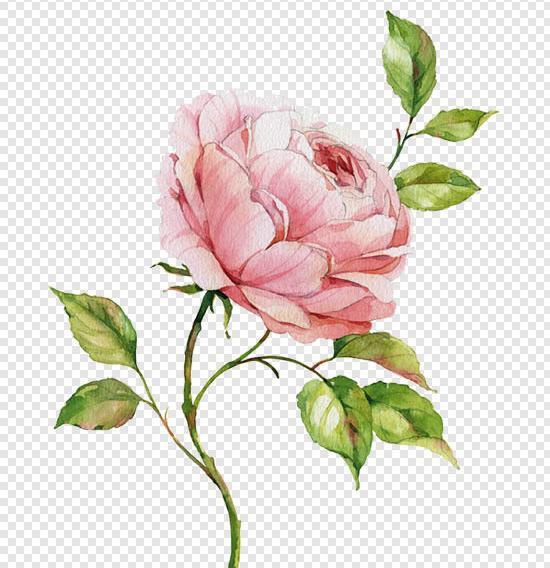 عکس گل رز نقاشی شده