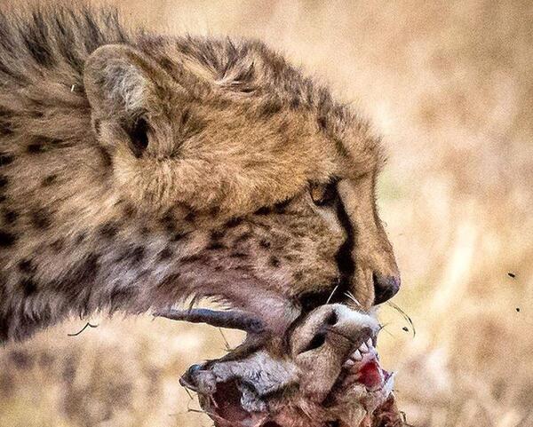 عکس یوزپلنگ ترسناک