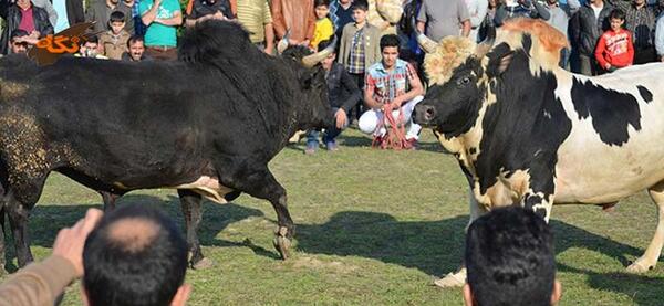 عکس گاو جنگی
