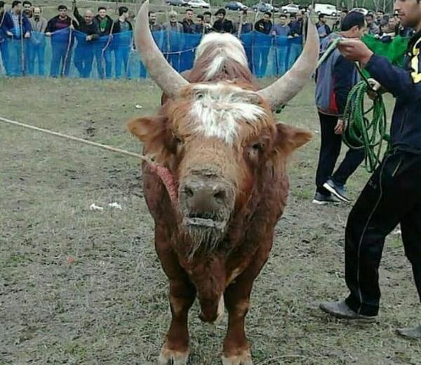 عکس گاو جنگی
