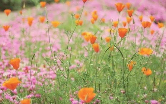 عکس گلهای زیبای بهاری