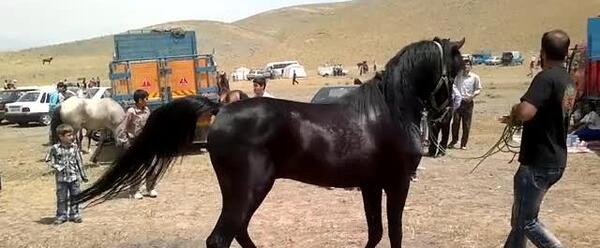 عکس اسب زلس فرد