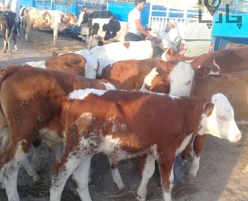 عکس گاو فروش