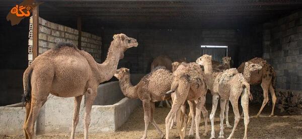 عکس شتر خراسانی