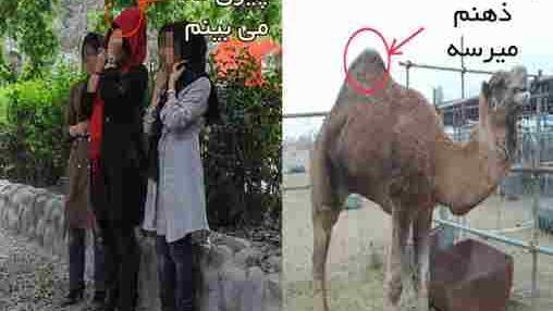عکس شتر خراسانی