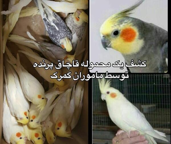 عکس طوطی عروس سفید
