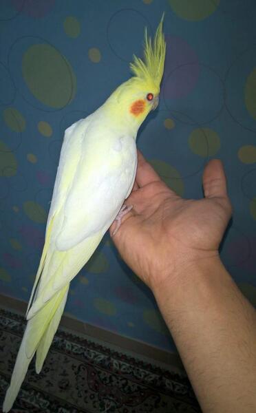 عکس طوطی عروس سفید