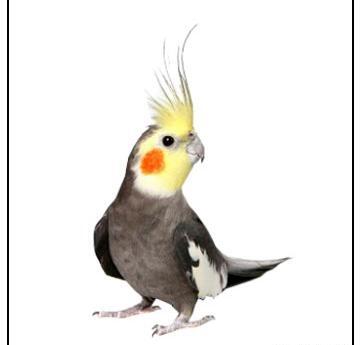 عکس طوطی عروس سفید