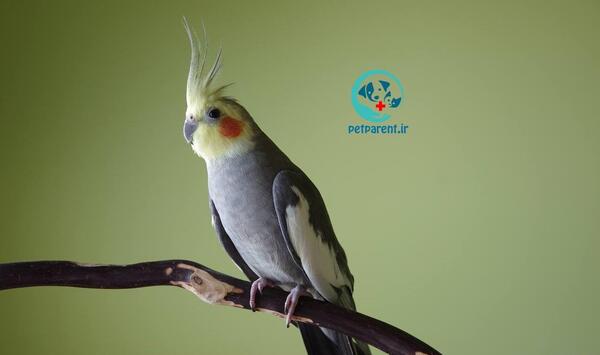 عکس طوطی عروس سفید
