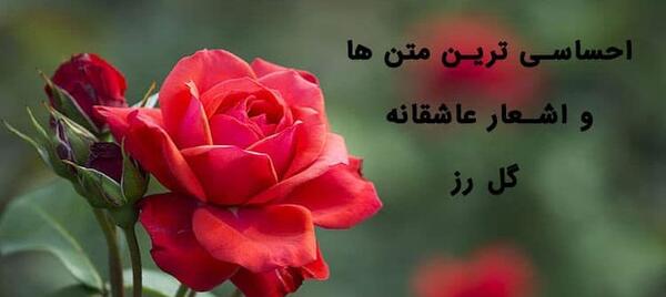 عکس نوشته عاشقانه گل سرخ