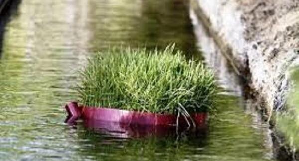 عکس سبزه عید زشت