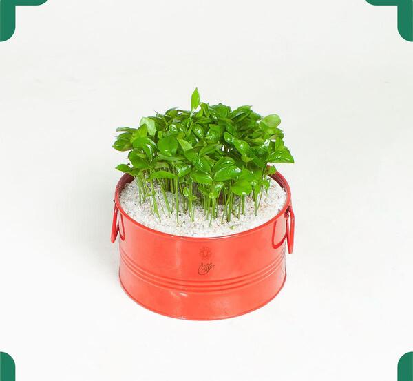 عکس سبزه عید زشت