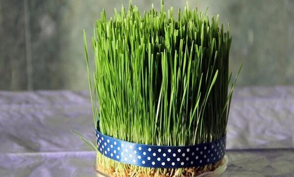 عکس سبزه عید زشت