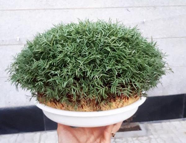 عکس سبزه عید زشت