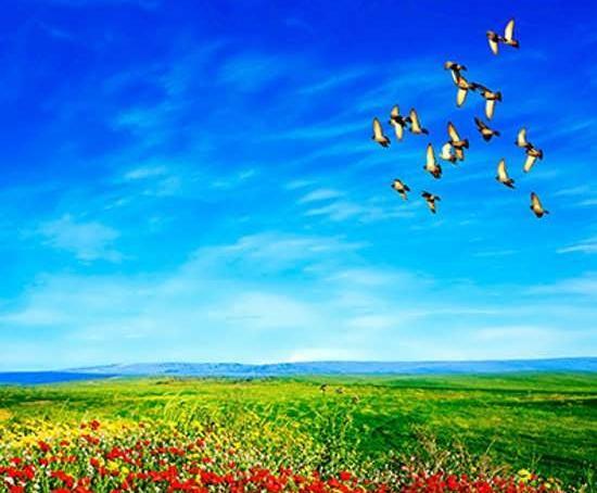 عکس منظره گل های زیبا