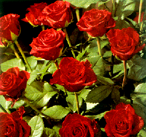 عکس منظره گل های زیبا