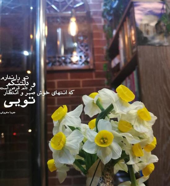 عکس گل نرگس مهدی