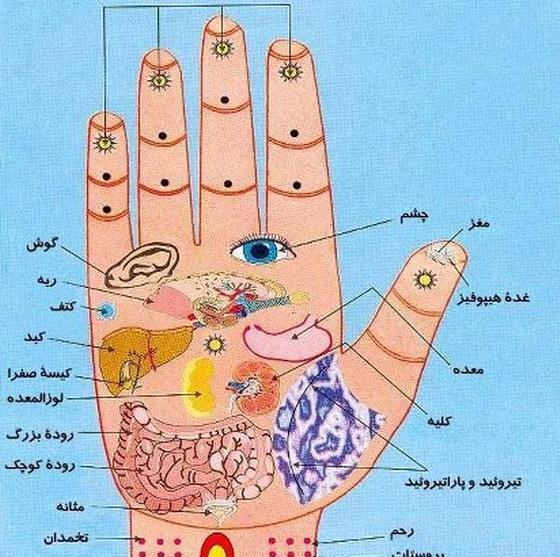 عکس قلب دوم انسان