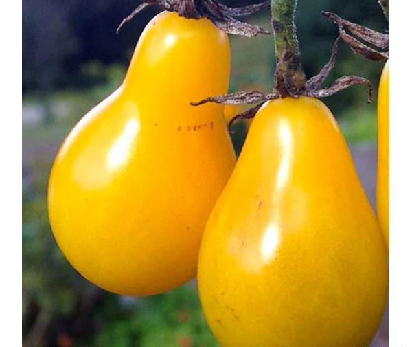عکس خدیجه گلابی