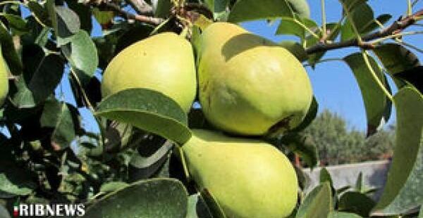 عکس خدیجه گلابی