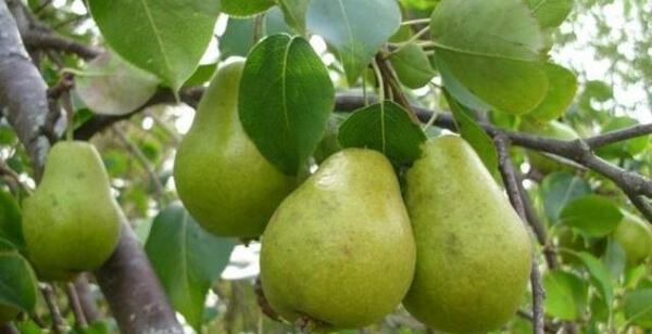 عکس خدیجه گلابی