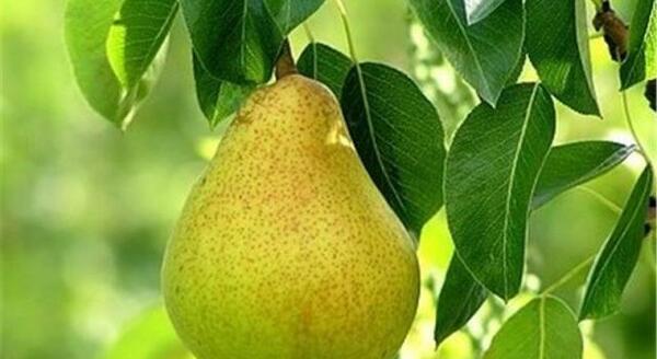 عکس خدیجه گلابی