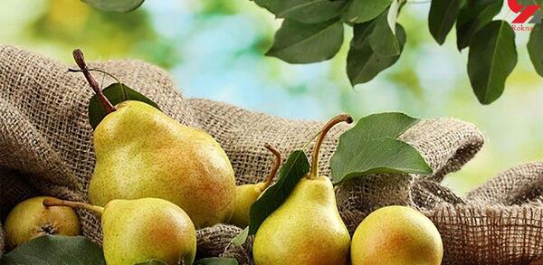 عکس خدیجه گلابی