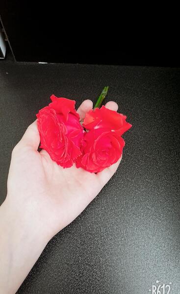 عکس گل رز جلو ماشین