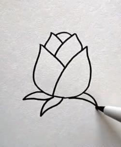 عکس طراحی گل لاله با مداد