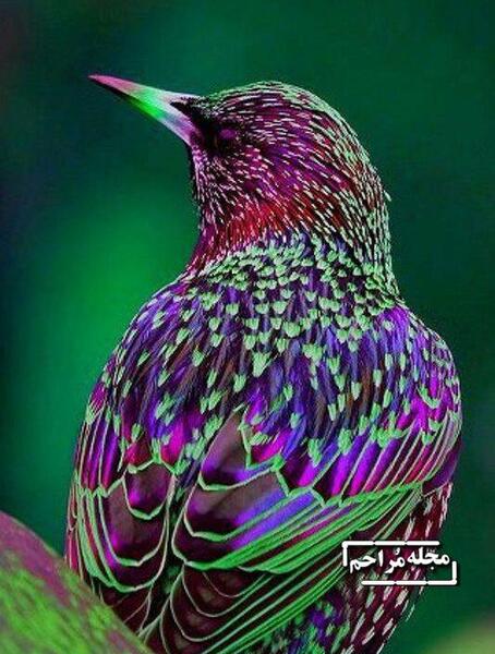 عکس گل و پرنده های زیبا