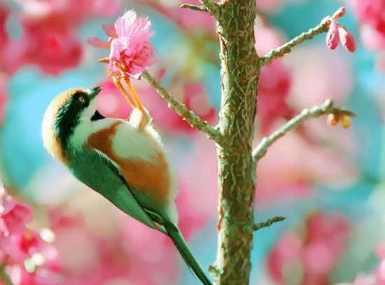 عکس گل و پرنده های زیبا