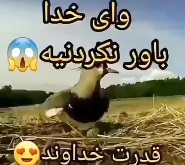 عکس گل و پرنده های زیبا