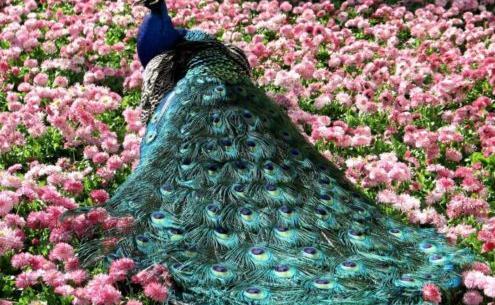 عکس گل و پرنده های زیبا