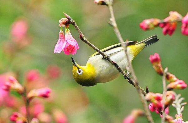 عکس گل و پرنده های زیبا