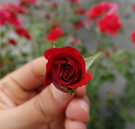 عکس تنهایی گل