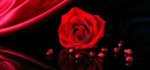 عکس گل رز ناز