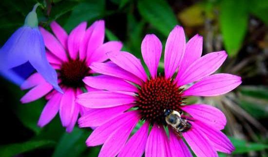 گالری عکس گلهای زیبای جهان