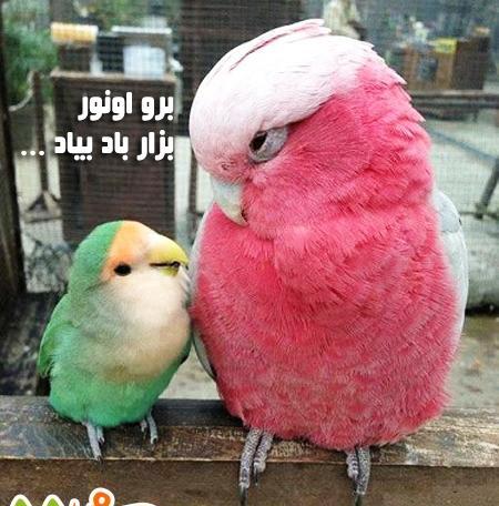 عکس طوطی های صورتی
