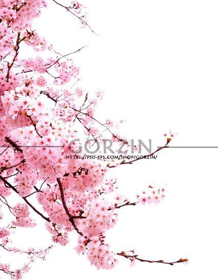 عکس شکوفه ساده