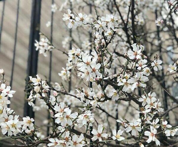 عکس شکوفه ساده