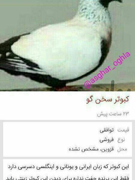 عکس خنده دار قزوینی