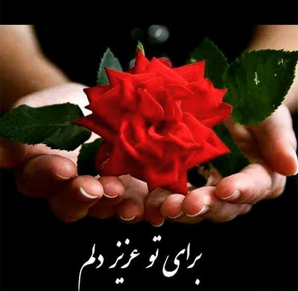 رمانتیک عکس گل زیبا