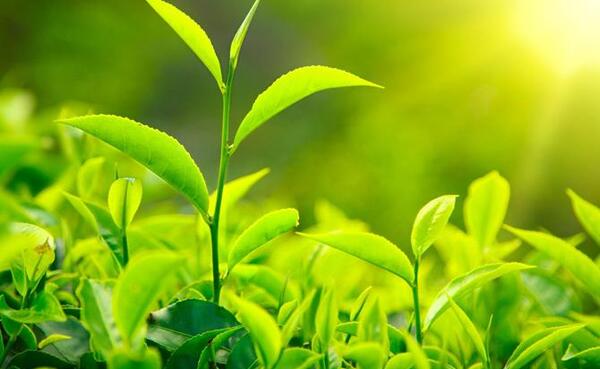 عکس طبیعت سبز برای پروفایل