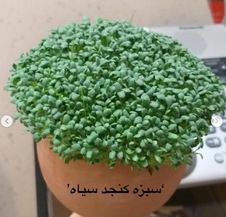 عکس سبزه عید با کنجد