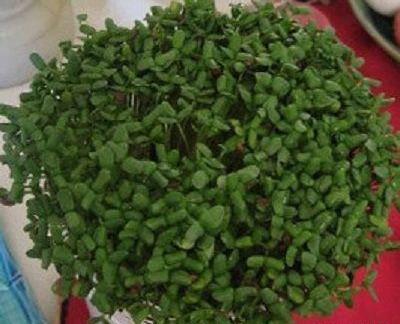 عکس سبزه عید با کنجد