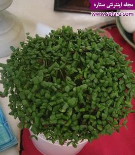 عکس سبزه عید با کنجد