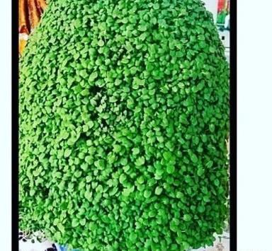 عکس سبزه عید با کنجد