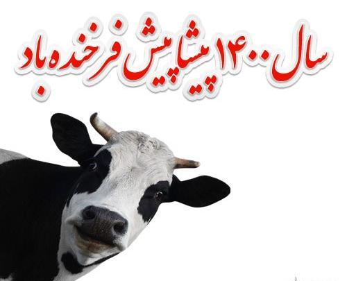 عکس گاو عید نوروز ۱۴۰۳