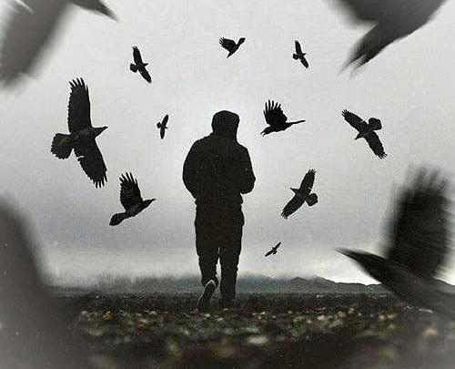 غمگین عکس پروفایل کبوتر